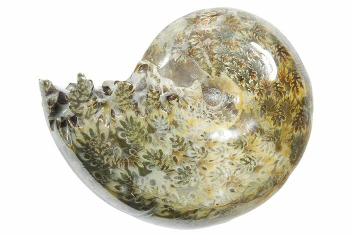 Polished Ammonite (Phylloceras) Fossil - Madagascar #349824